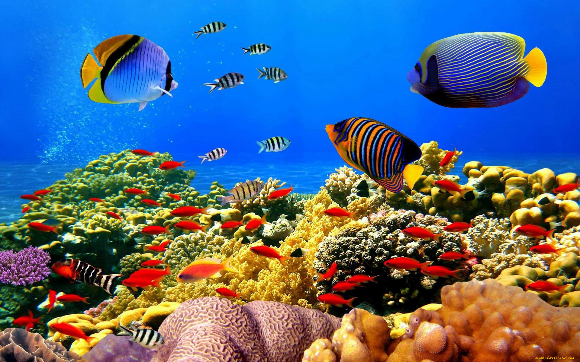 Animales q viven en el fondo del mar